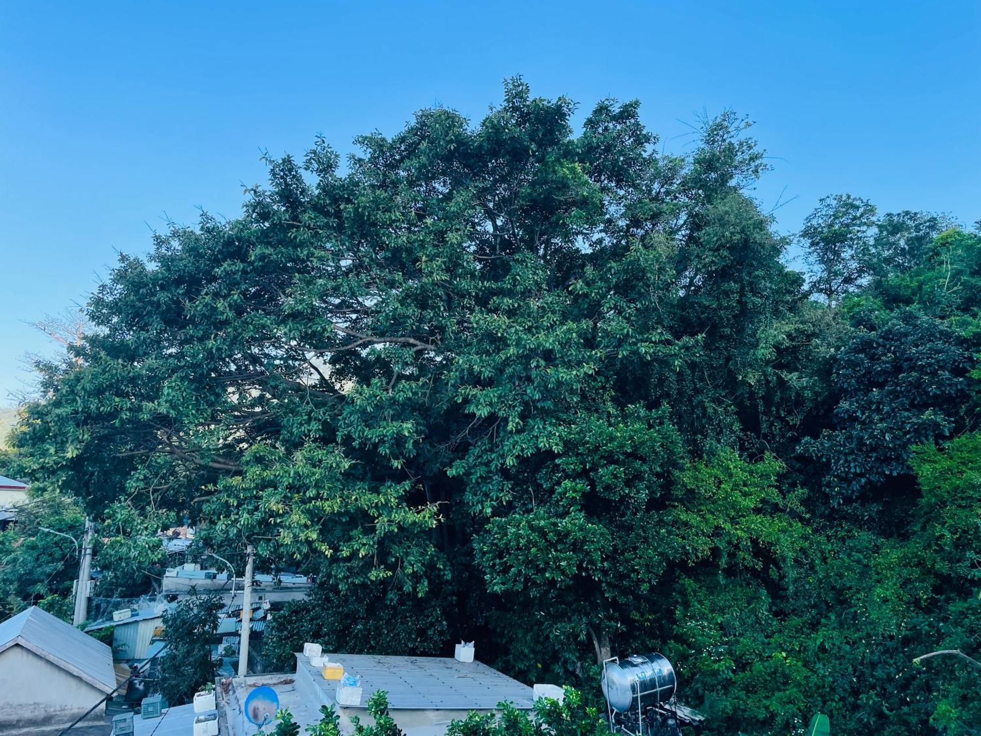 Monkeyland Cham Island Homestay Tân Hiệ Εξωτερικό φωτογραφία